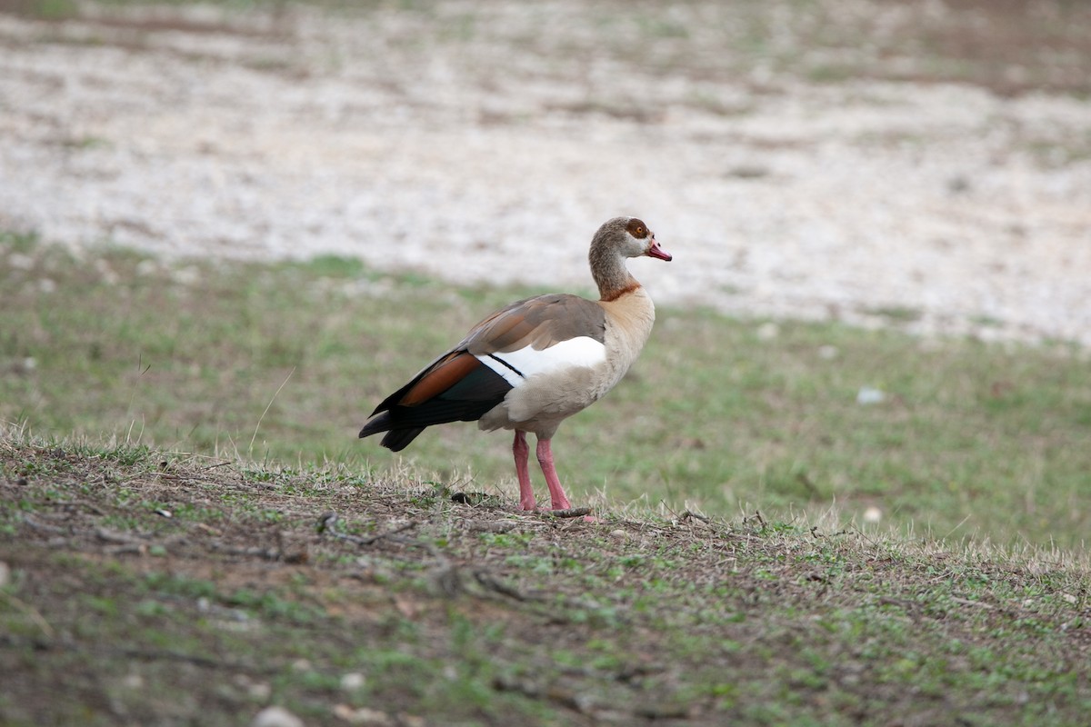 Egyptian Goose - ML464595821