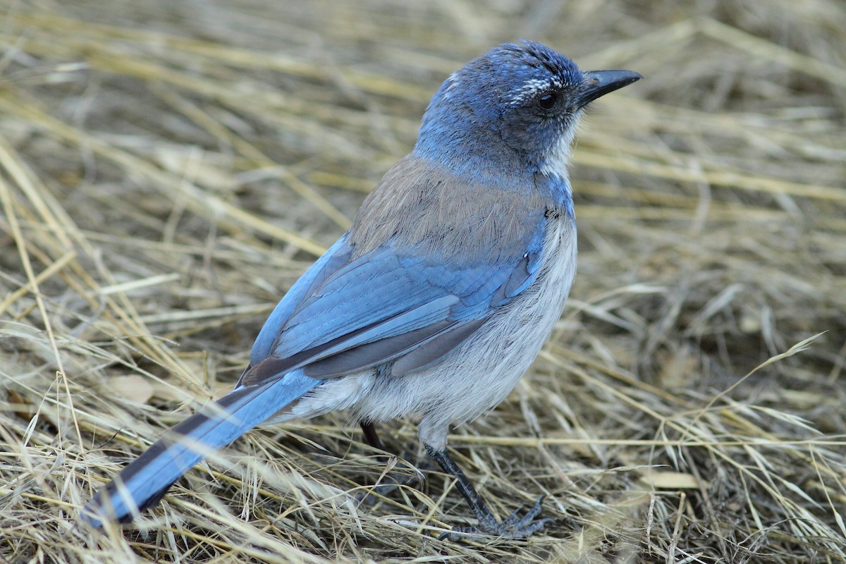 California Scrub-Jay - ML464595841