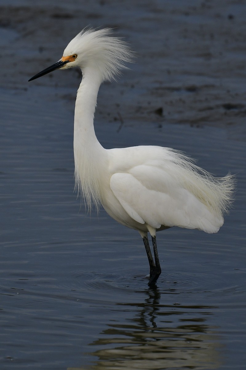 Snowy Egret - Stephen Bogush