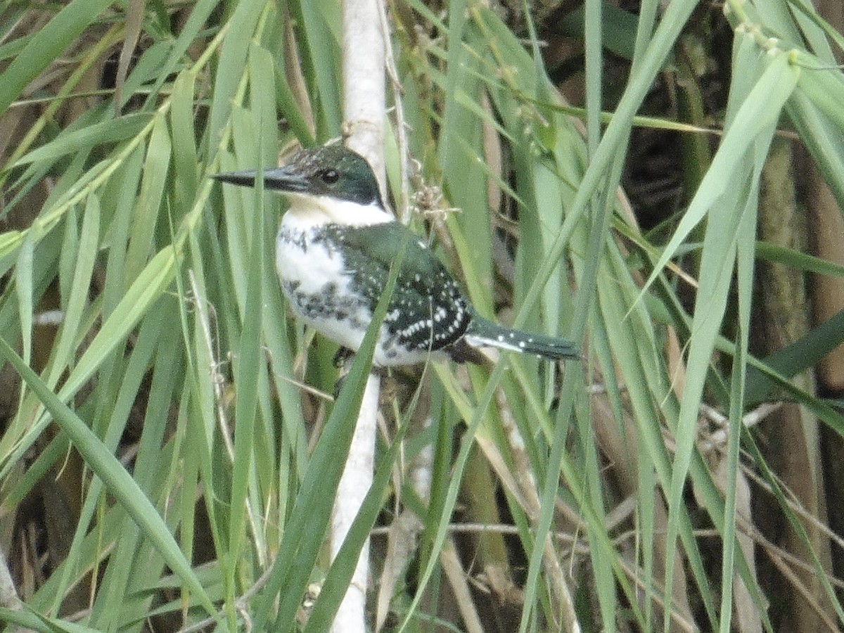 Green Kingfisher - ML464596991