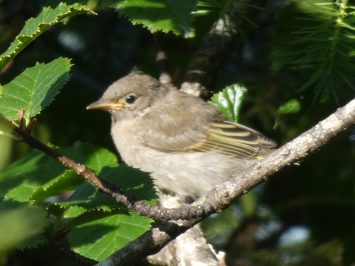 חטפית Empidonax בלתי-מזוהה - ML464597211