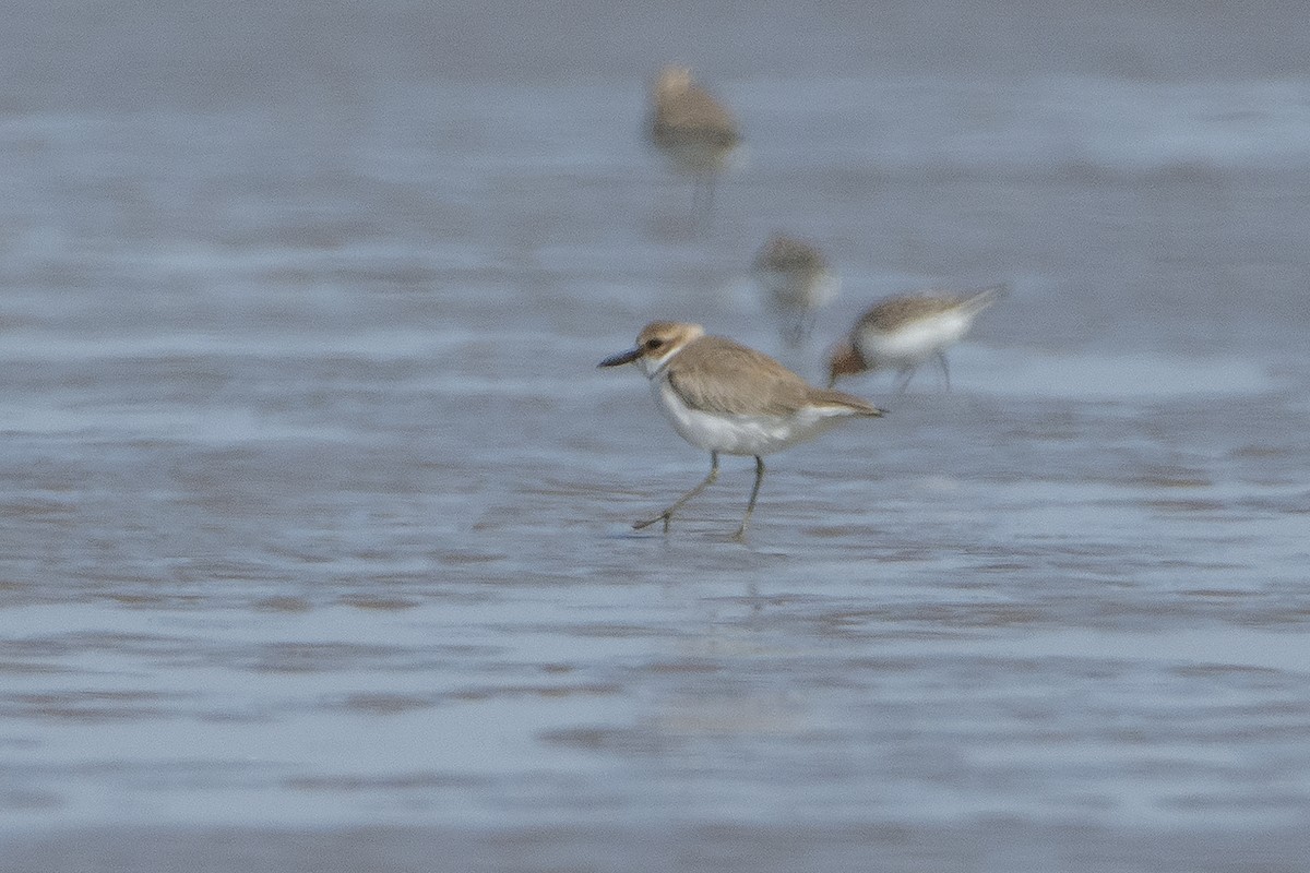 Greater Sand-Plover - ML464598351