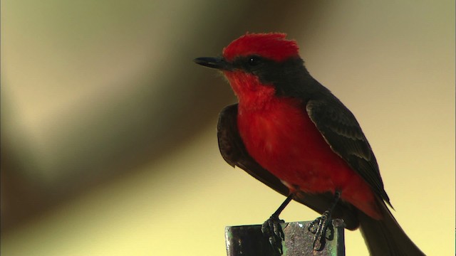 Vermilion Flycatcher (Northern) - ML464599