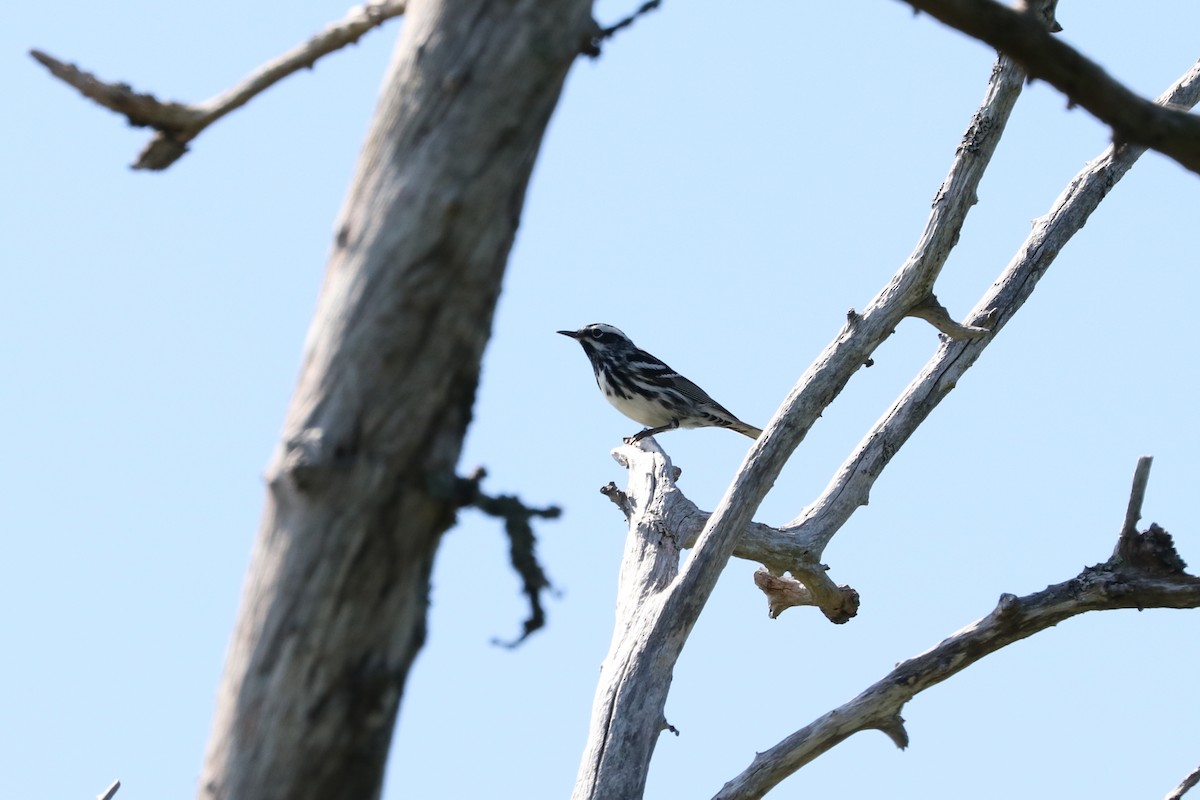 Black-and-white Warbler - ML464599041