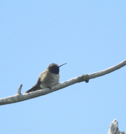 Black-chinned Hummingbird - Brodie Cass Talbott
