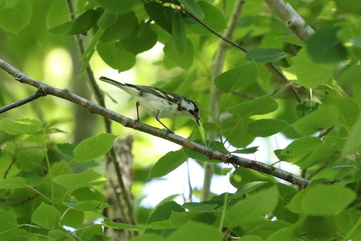 Chestnut-sided Warbler - ML464599321