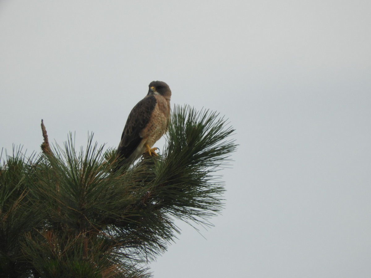 Swainson's Hawk - ML464599991