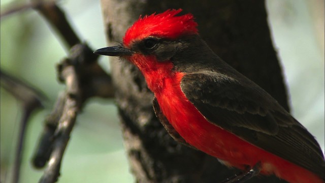 Vermilion Flycatcher (Northern) - ML464600