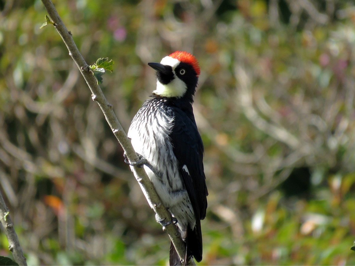 Acorn Woodpecker - Amy Evenstad