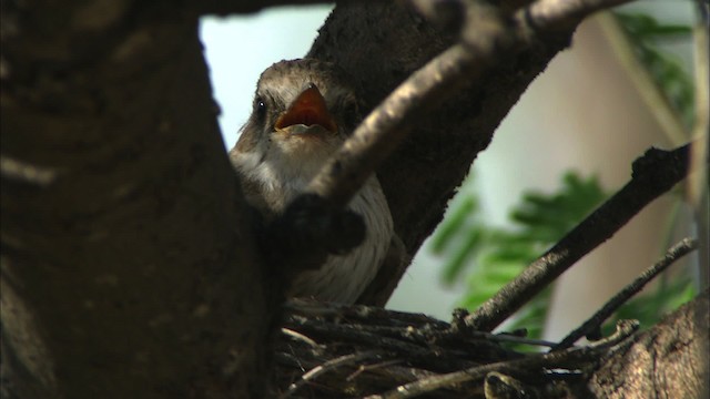 Vermilion Flycatcher (Northern) - ML464601