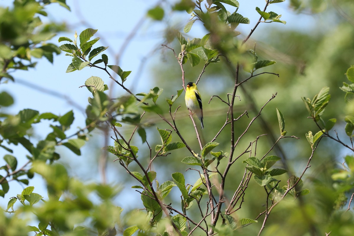 American Goldfinch - Elwin Johnson