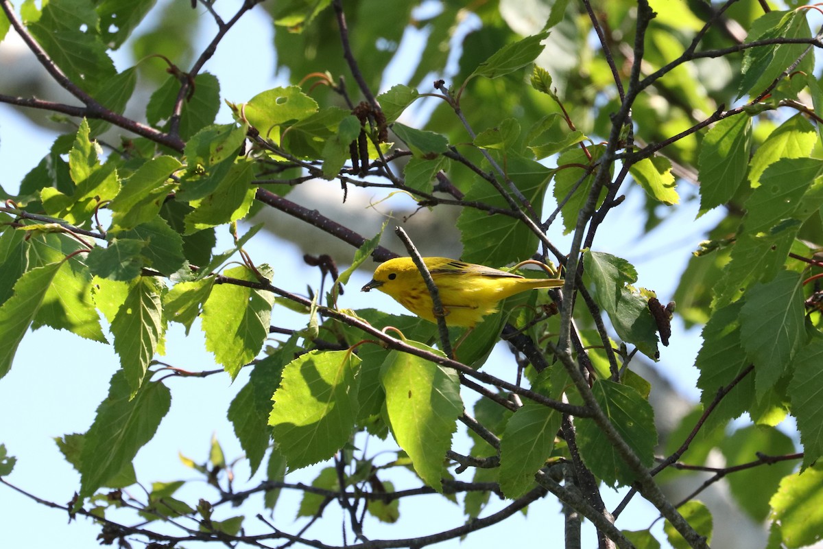 Yellow Warbler (Northern) - ML464601351