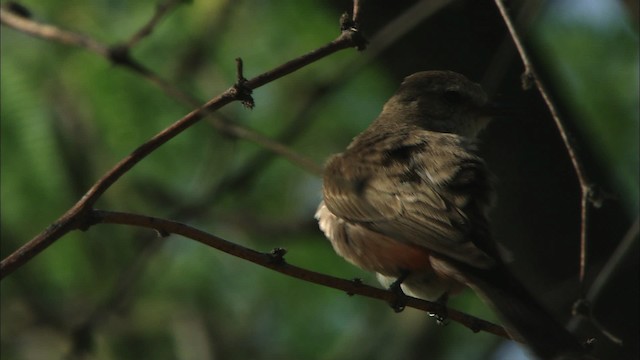 Vermilion Flycatcher (Northern) - ML464602