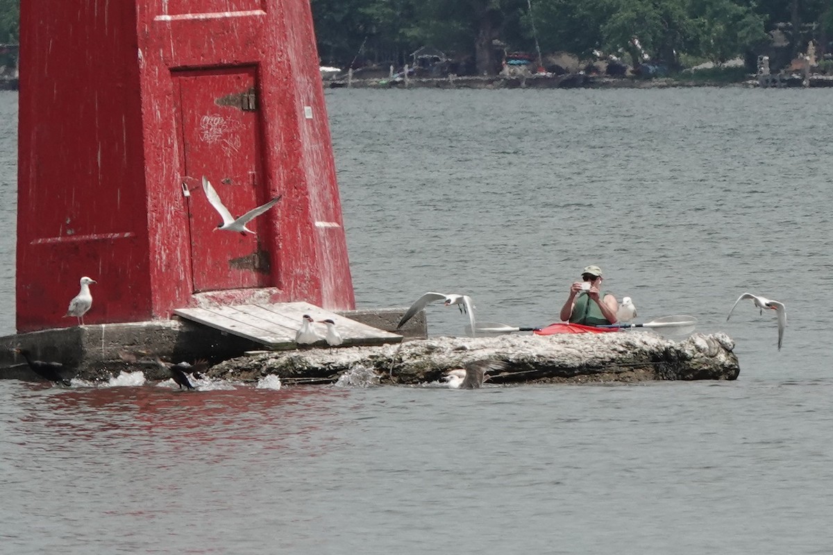 Caspian Tern - ML464602081