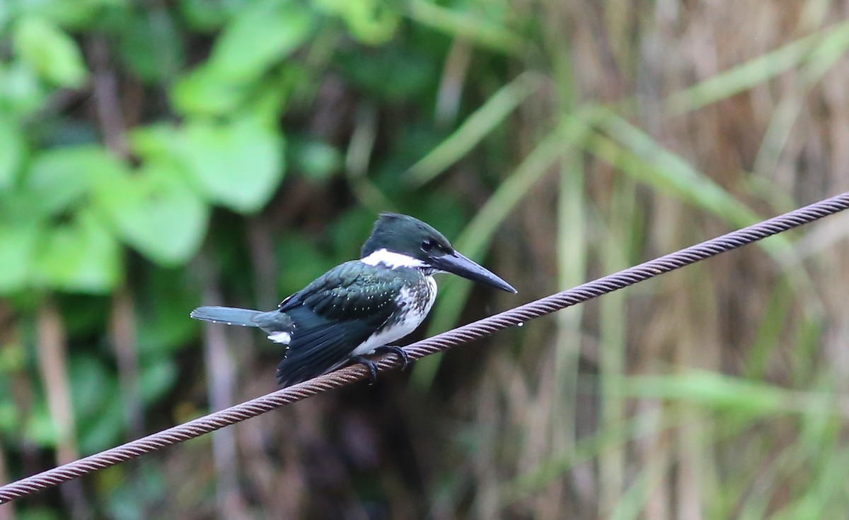 Martin-pêcheur d'Amazonie - ML46460271