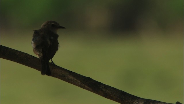 Vermilion Flycatcher (Northern) - ML464603