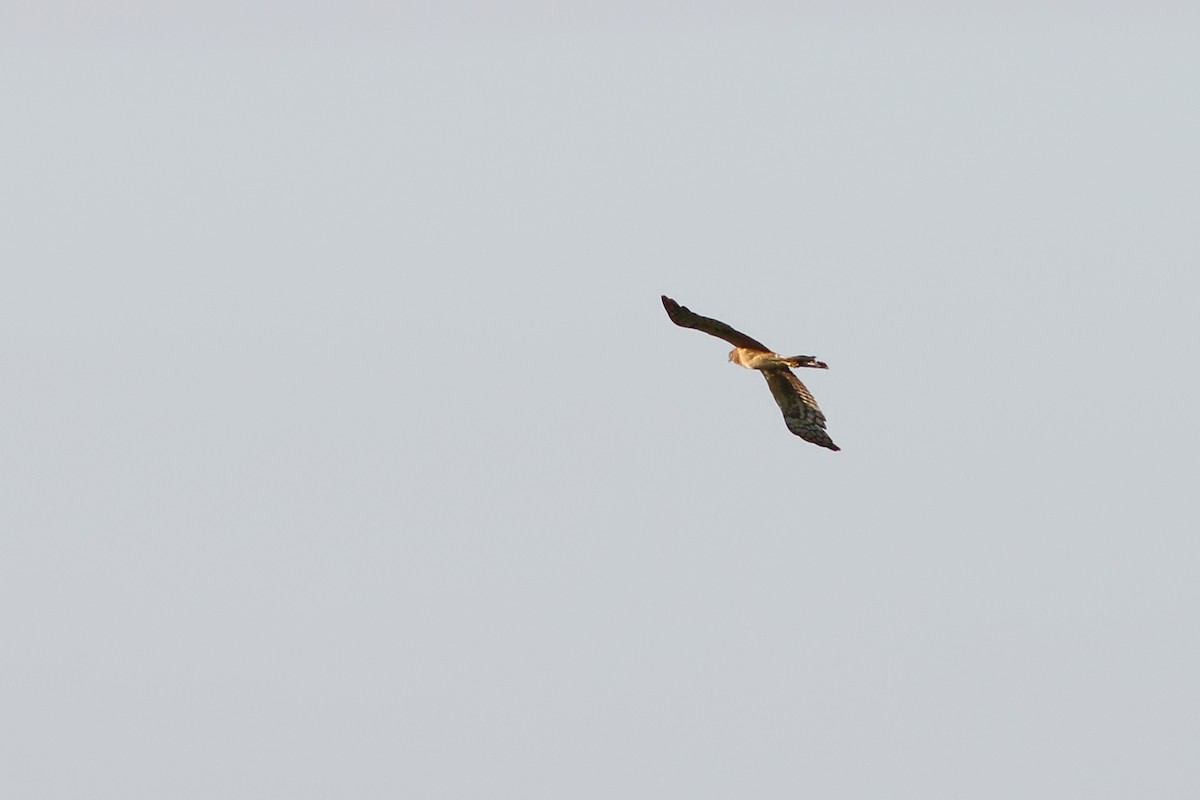 Northern Harrier - Jeff Ellerbusch