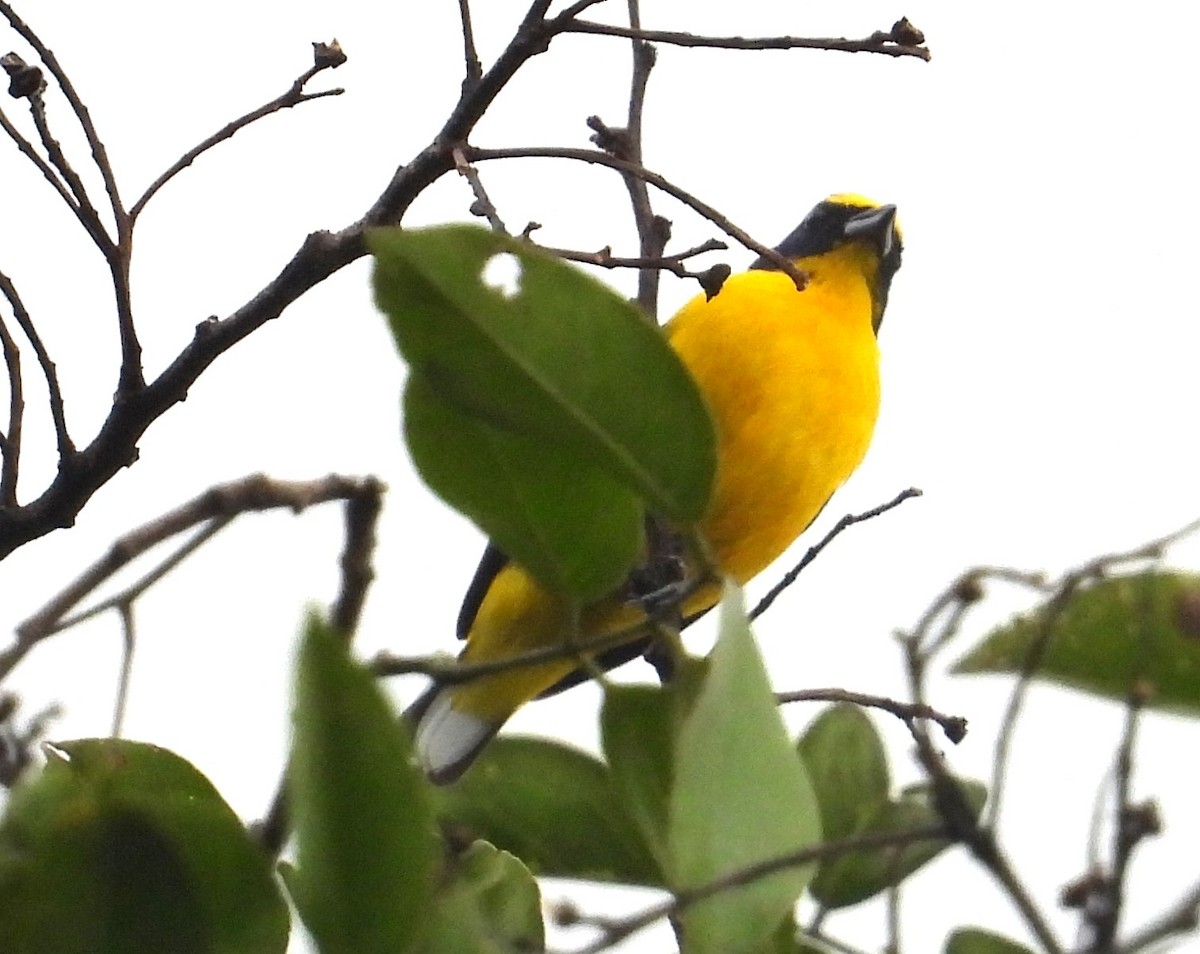 Yellow-throated Euphonia - Mark Bonta