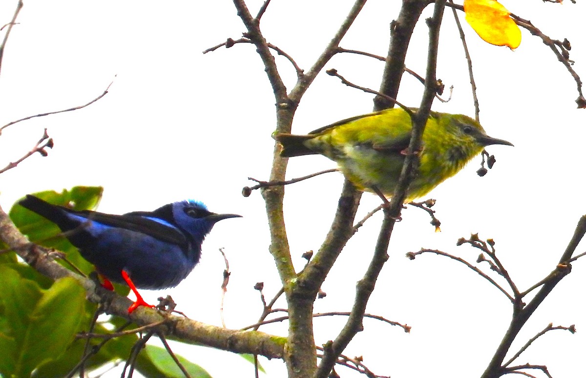 Red-legged Honeycreeper - Mark Bonta