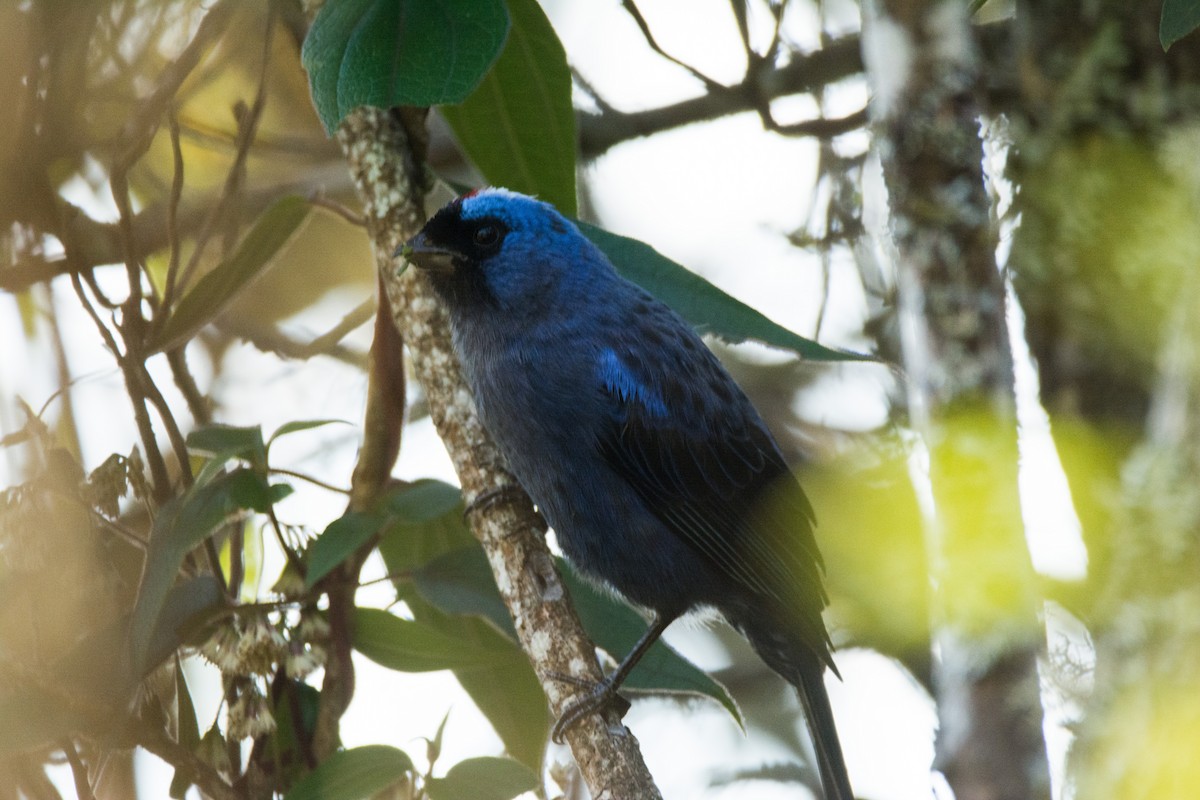 Diademed Tanager - ML464603921