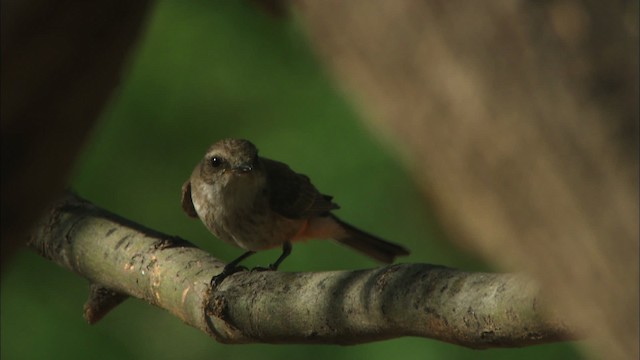 Vermilion Flycatcher (Northern) - ML464604