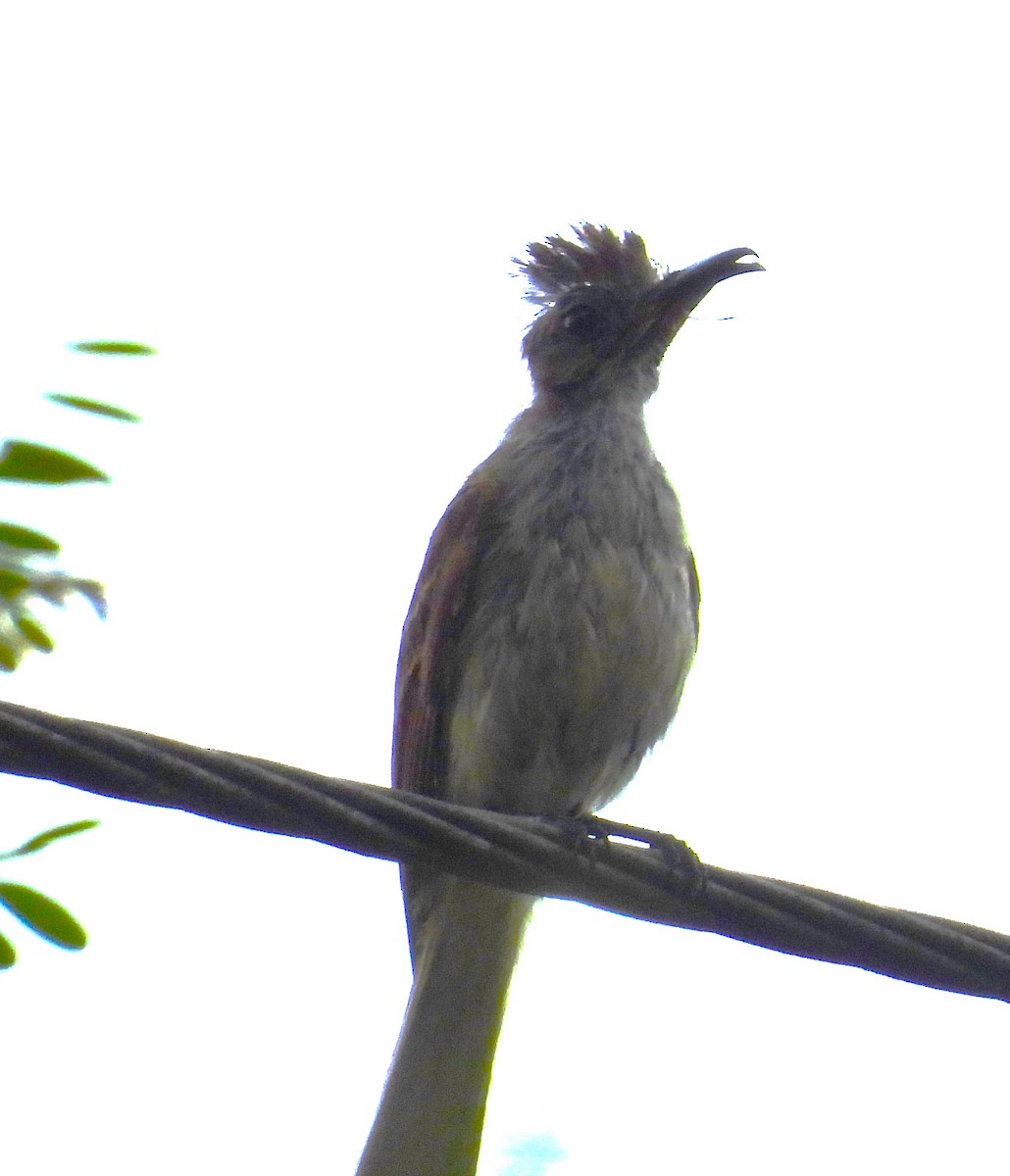 Dusky-capped Flycatcher - Mark Bonta