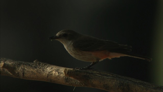 Vermilion Flycatcher (Northern) - ML464605