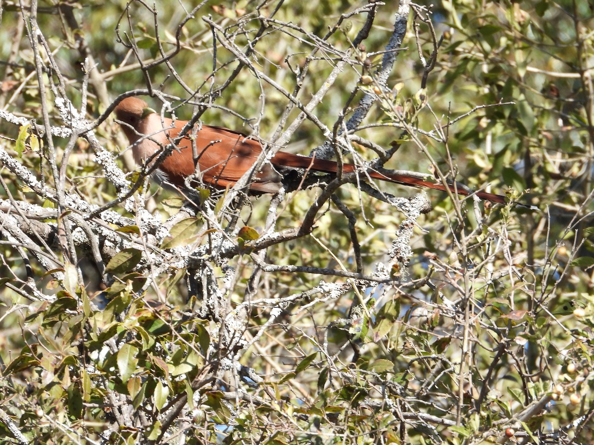 Squirrel Cuckoo - ML464605201