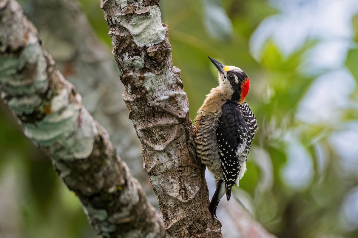 Black-cheeked Woodpecker - ML464605471