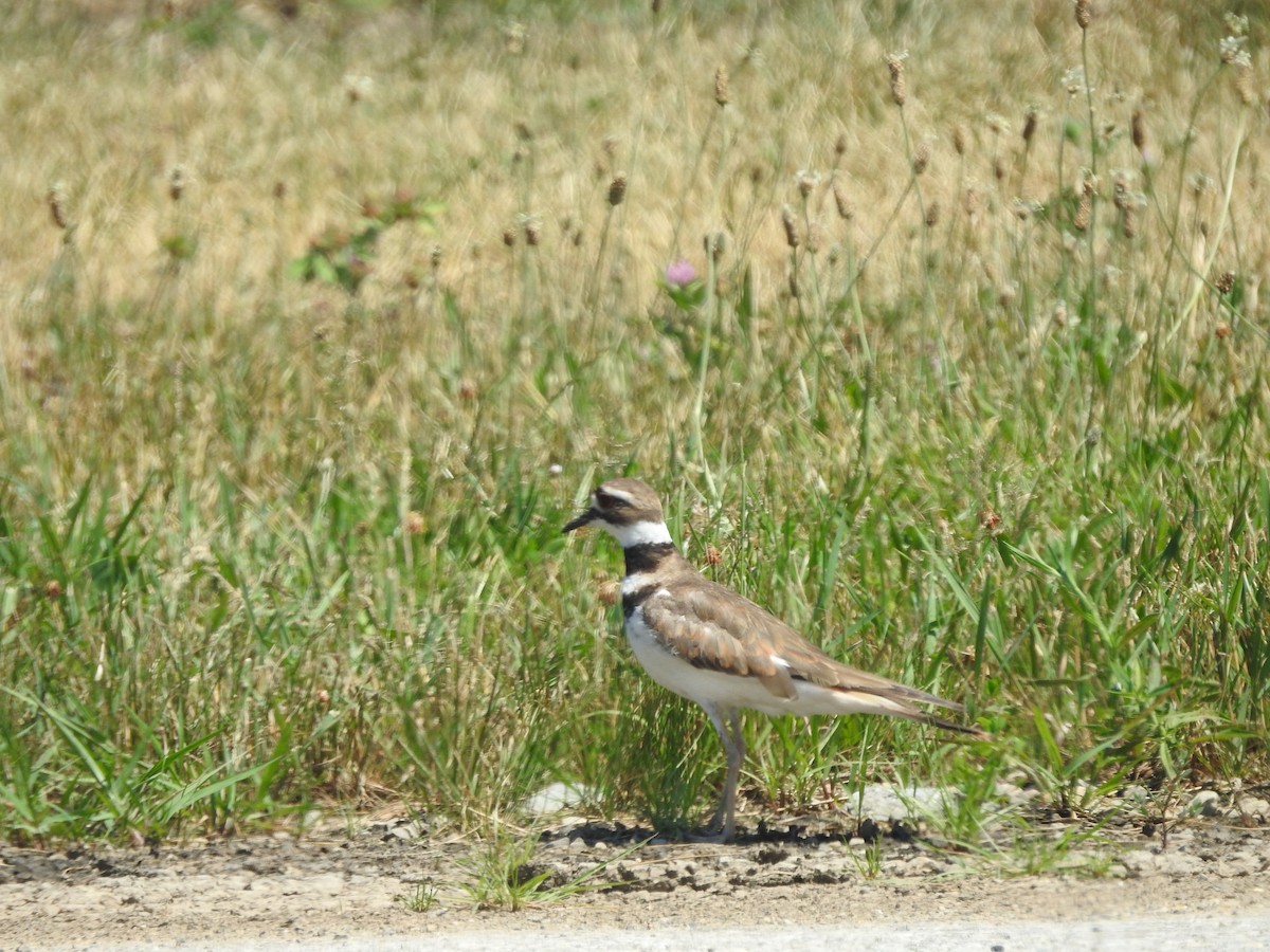 Killdeer - ML464605851