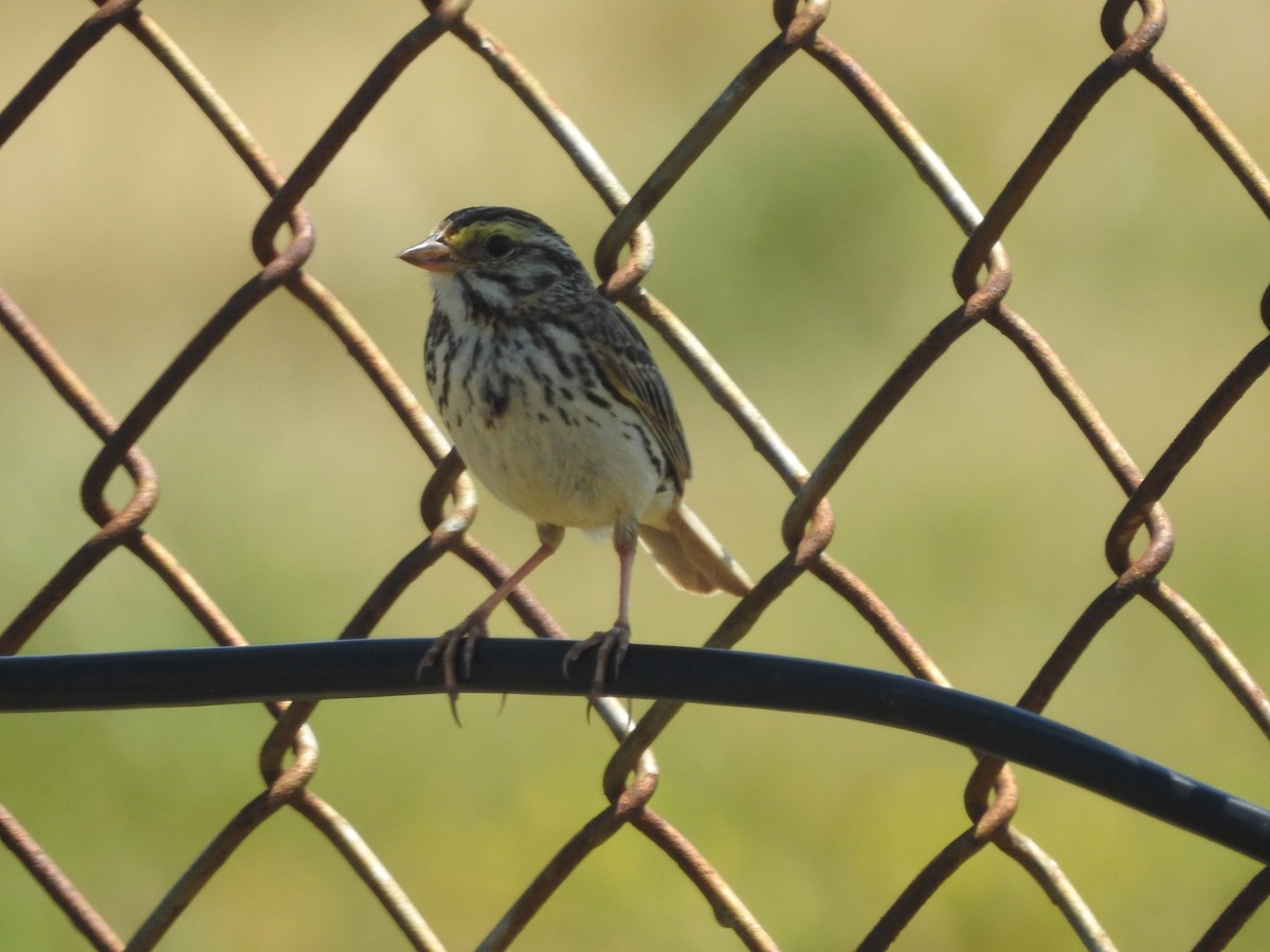 Savannah Sparrow - ML464605921