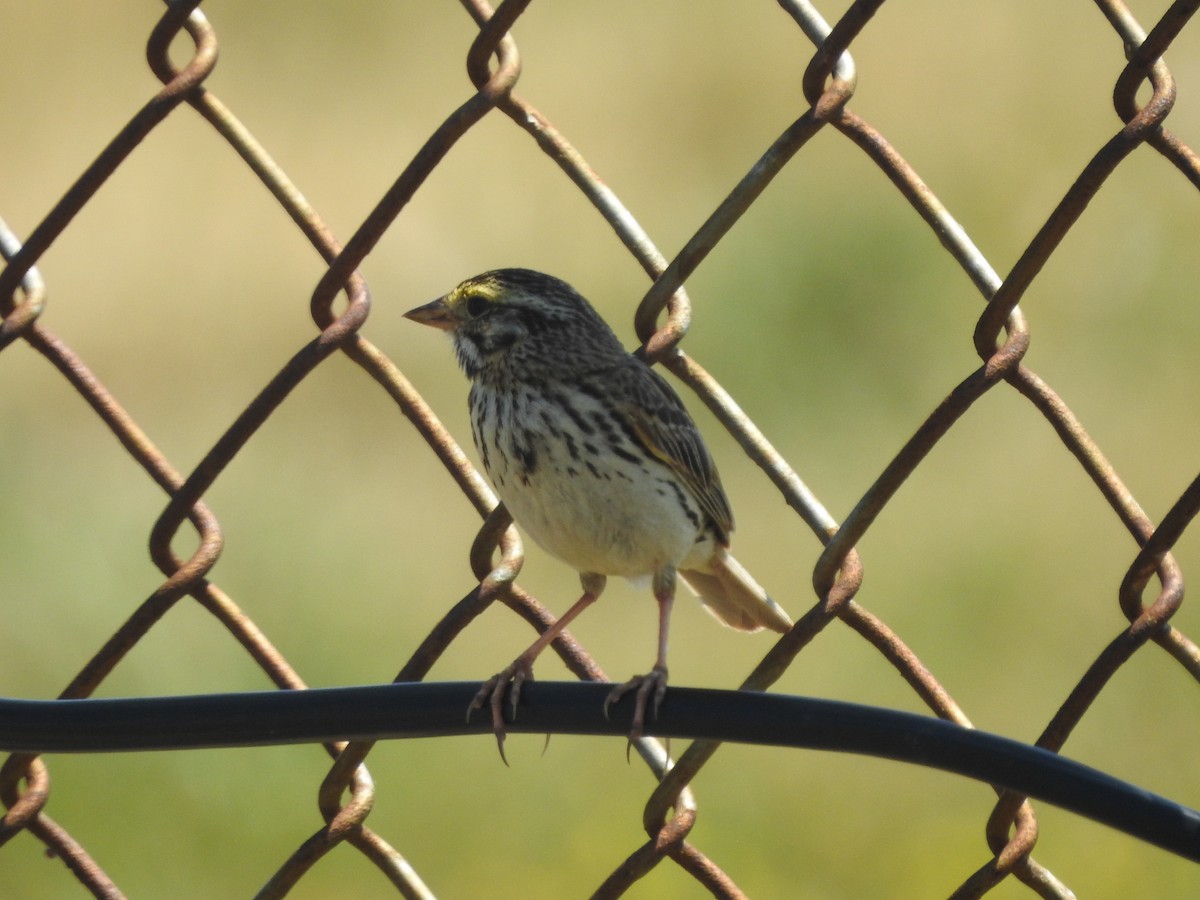 Savannah Sparrow - ML464605931