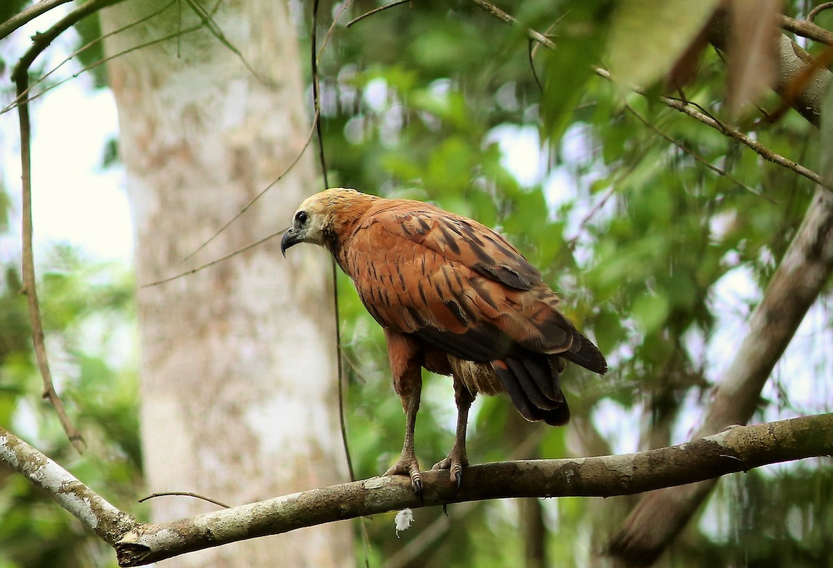 Black-collared Hawk - ML46460601