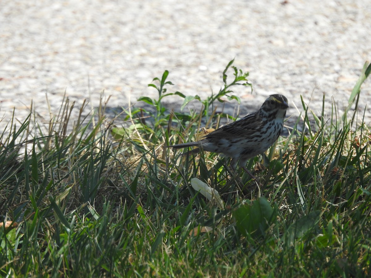 Savannah Sparrow - ML464606011