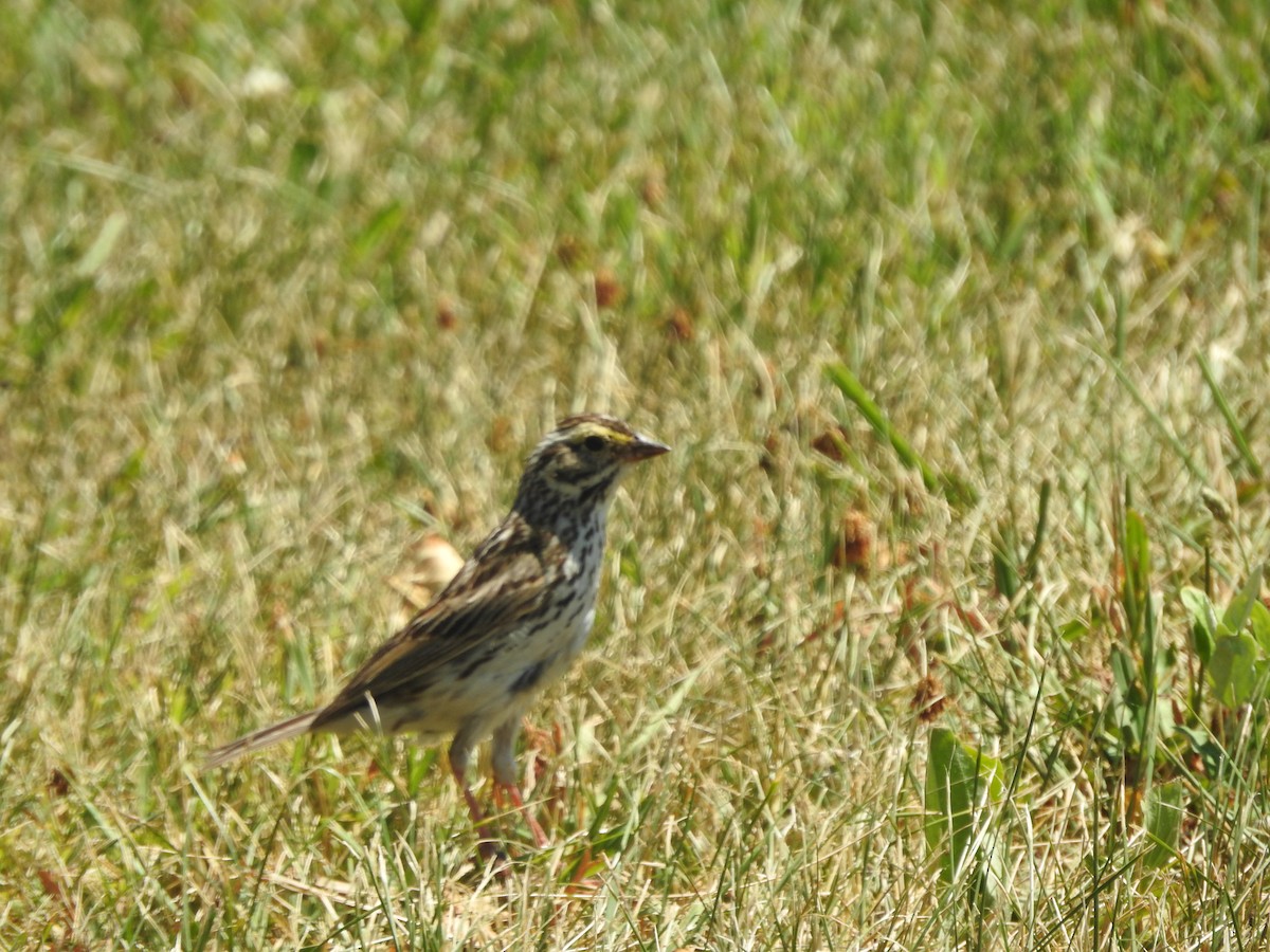 Savannah Sparrow - ML464606031