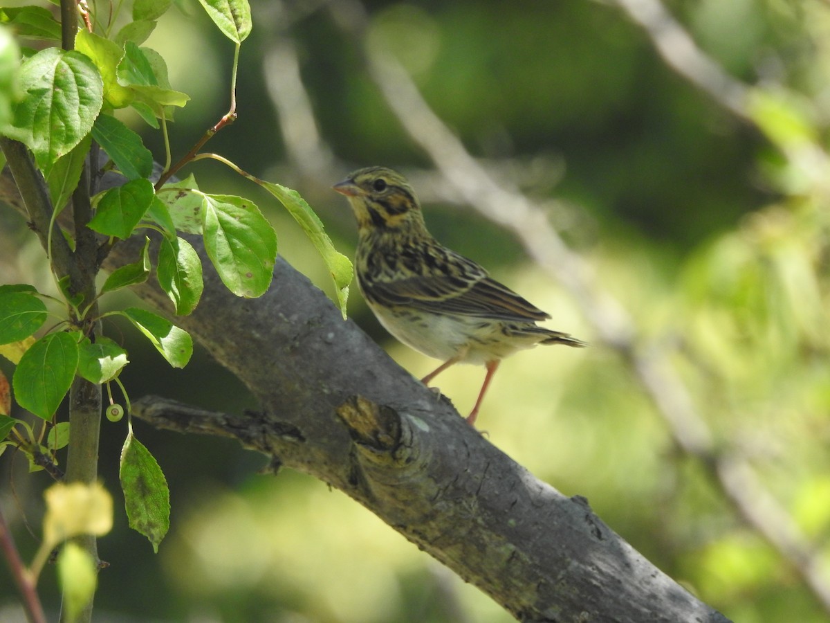 Savannah Sparrow - ML464606121