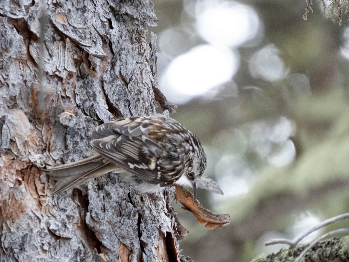 Brown Creeper - ML464606151