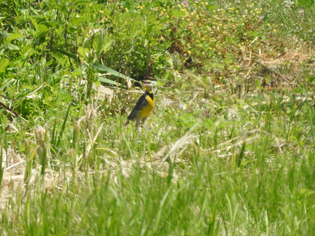 Eastern Meadowlark - ML464606201