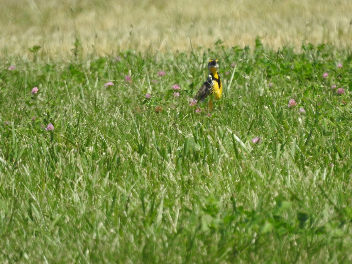 Eastern Meadowlark - ML464606211