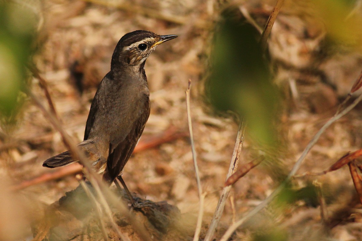 Bluethroat - ML46460641