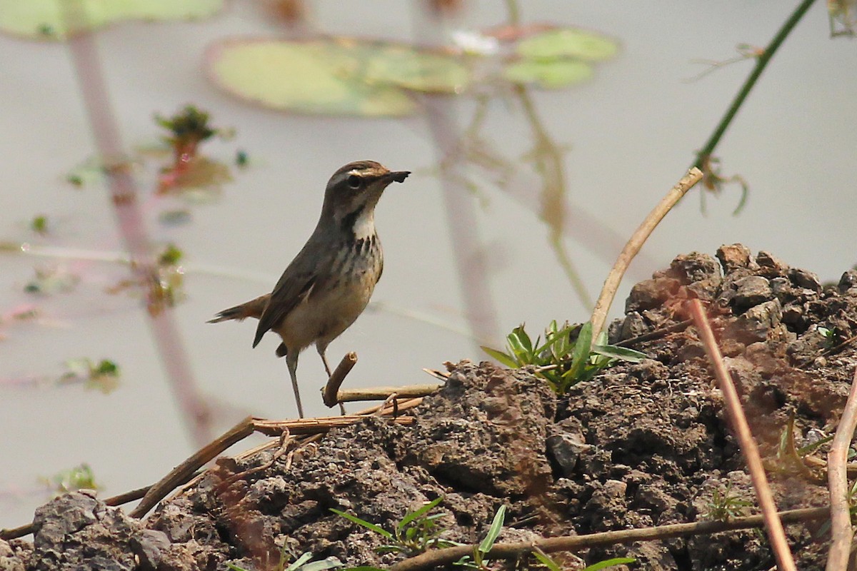 Bluethroat - ML46460651