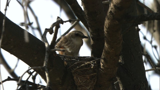 Vermilion Flycatcher (Northern) - ML464607