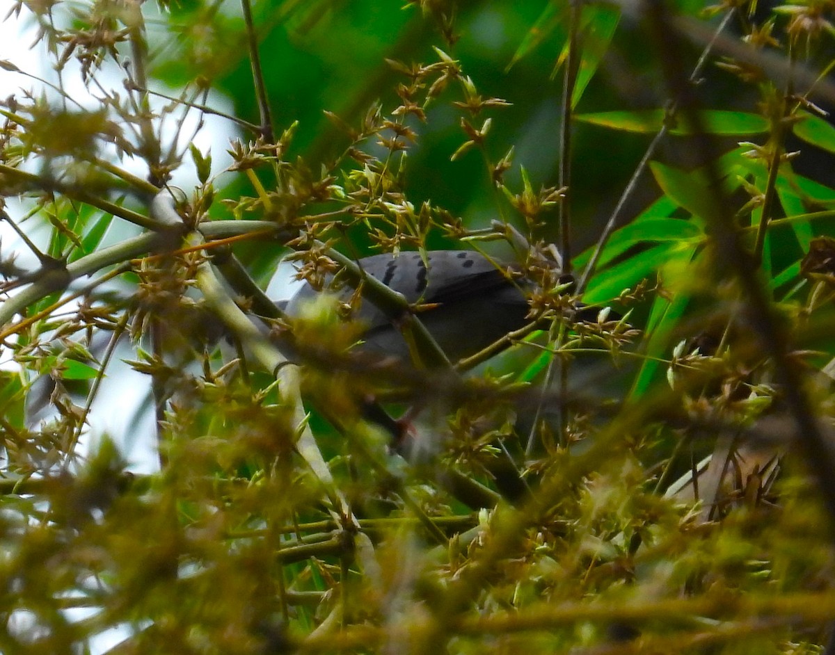 Blue Ground Dove - ML464607411