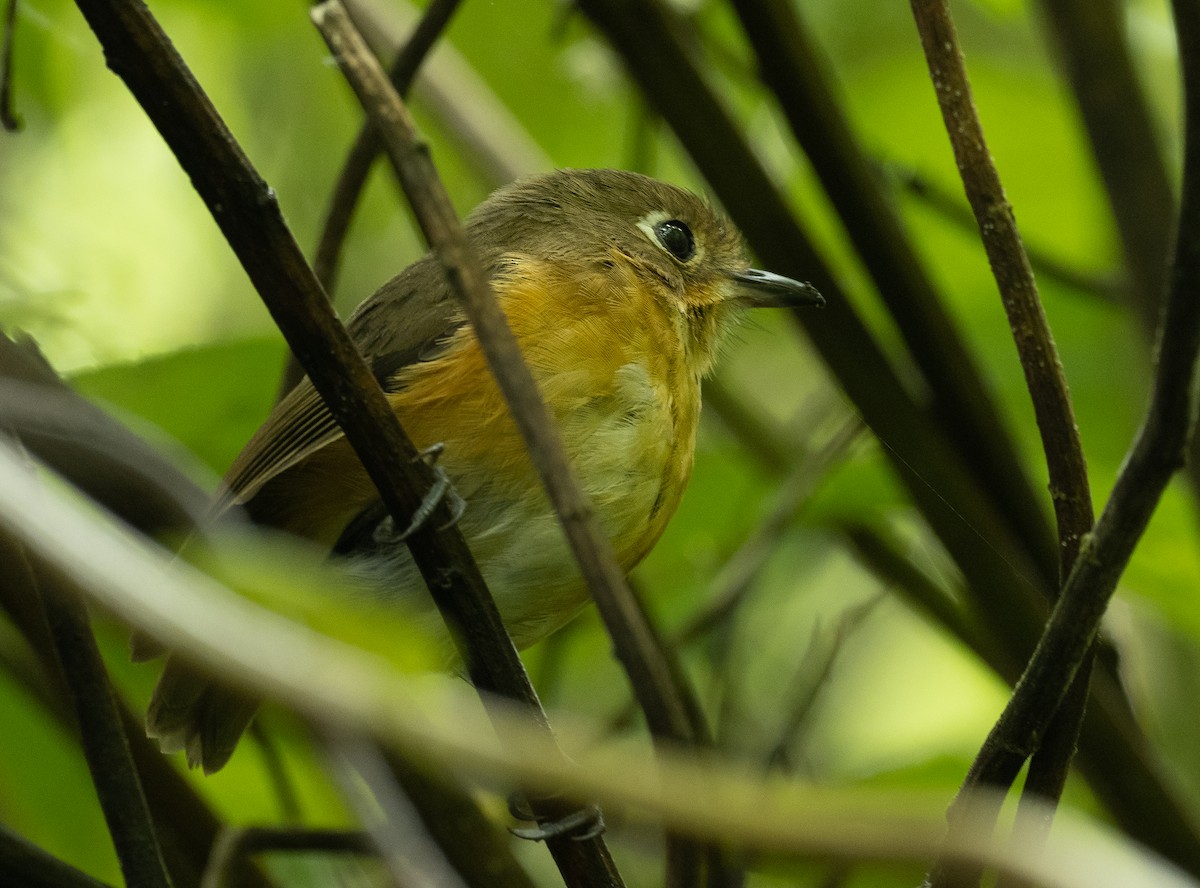 Leymebamba Antpitta - Alex Luna