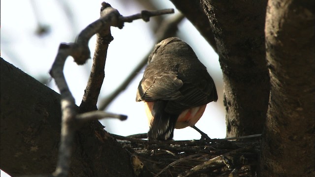 Vermilion Flycatcher (Northern) - ML464608