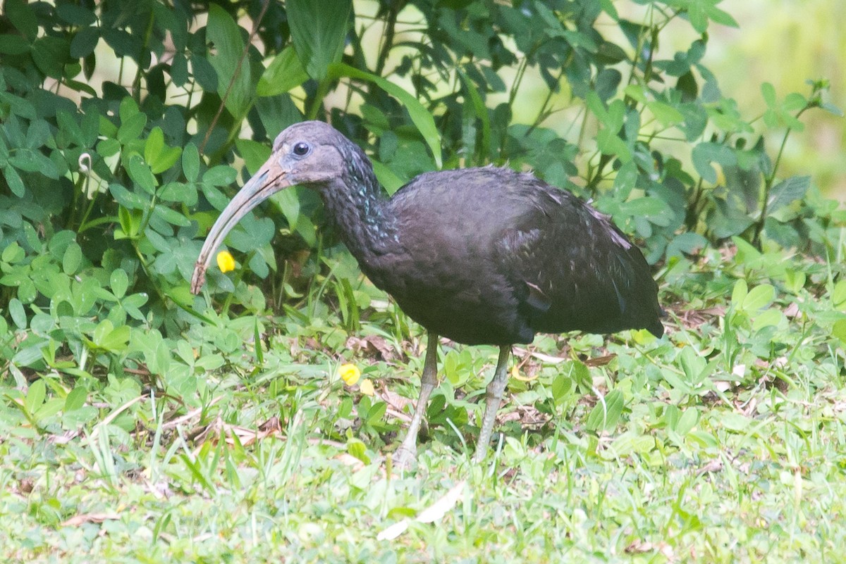 Ibis vert - ML464608131