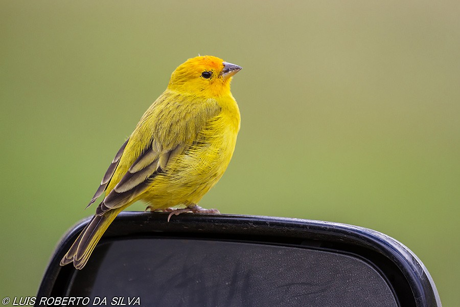 Saffron Finch - ML464608741