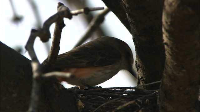 Vermilion Flycatcher (Northern) - ML464609