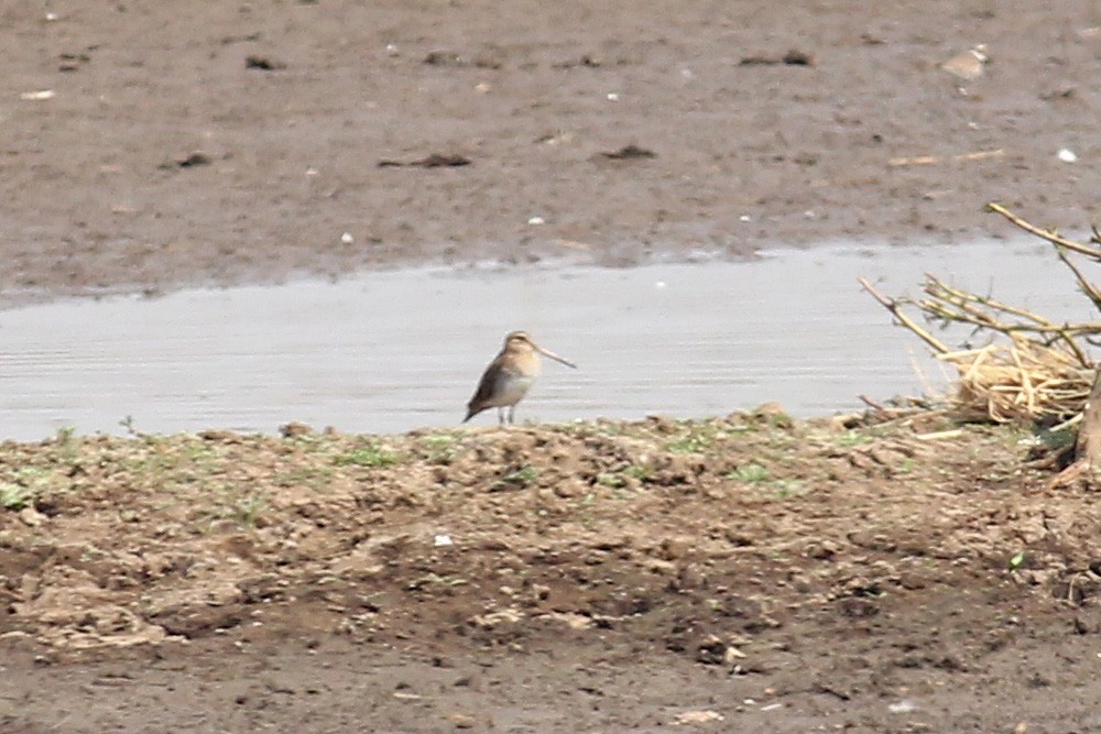 Common Snipe - ML46460941
