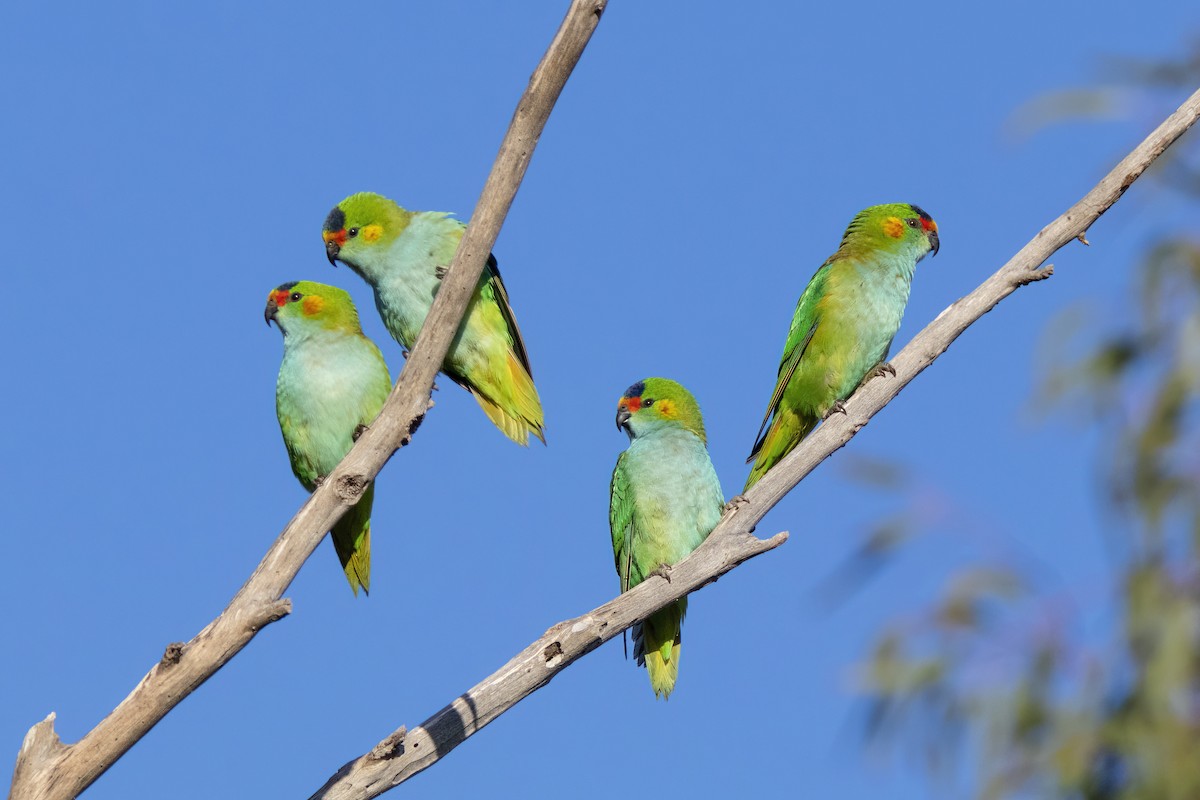 Purple-crowned Lorikeet - Andreas Heikaus